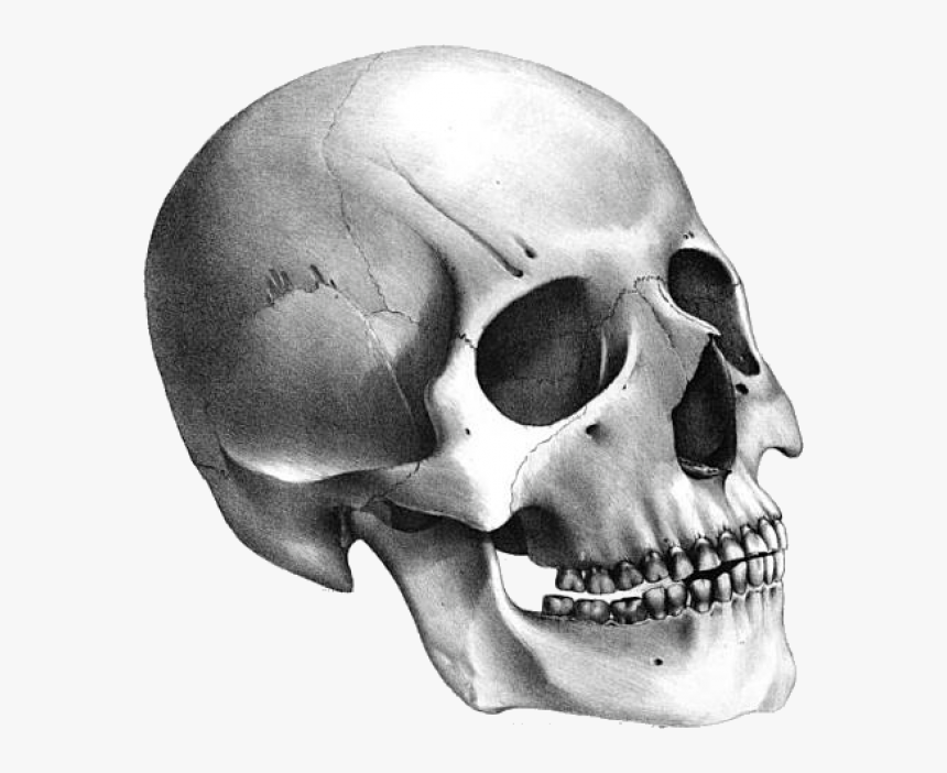 Skeleton Png Free Download - Skull Transparent Background, Png Download, Free Download