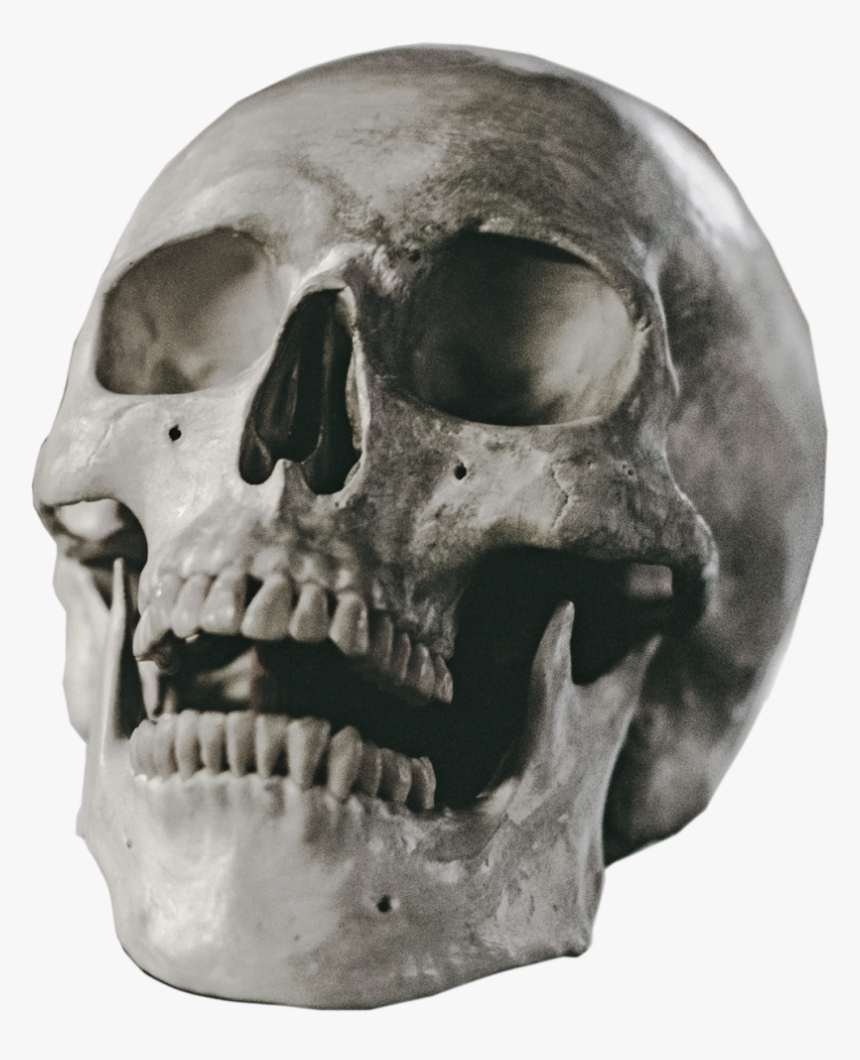 Human Skull Png - Halloween Skull Png, Transparent Png, Free Download