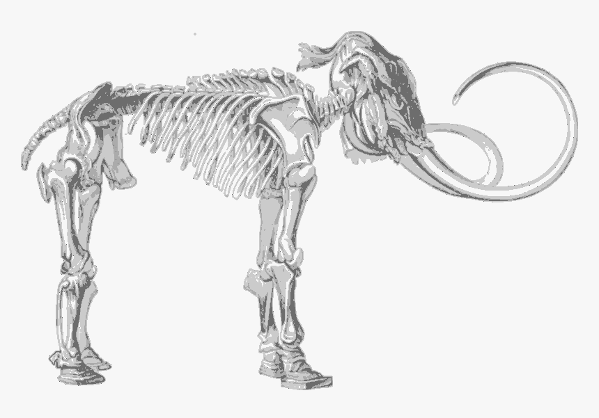 Input Mammoth-skeleton - Fossils In Lower Siwalik Hills, HD Png Download, Free Download