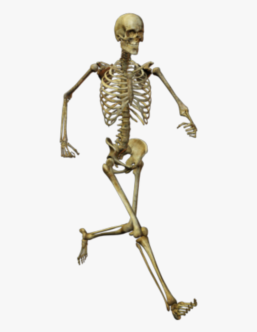 Skeleton Png Free Download - Skeletons Png, Transparent Png, Free Download