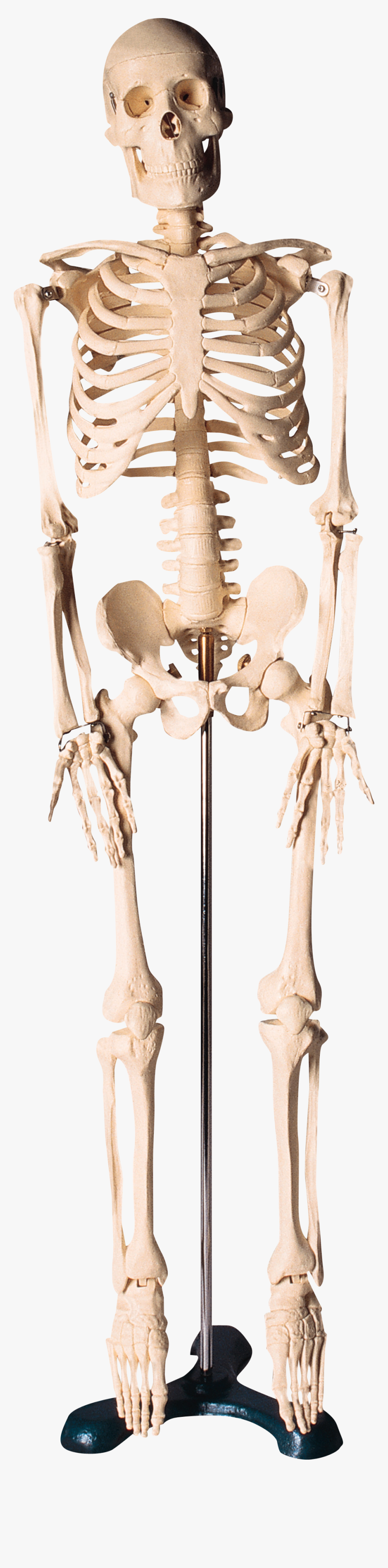 Skeleton Png - Скелет Png, Transparent Png, Free Download