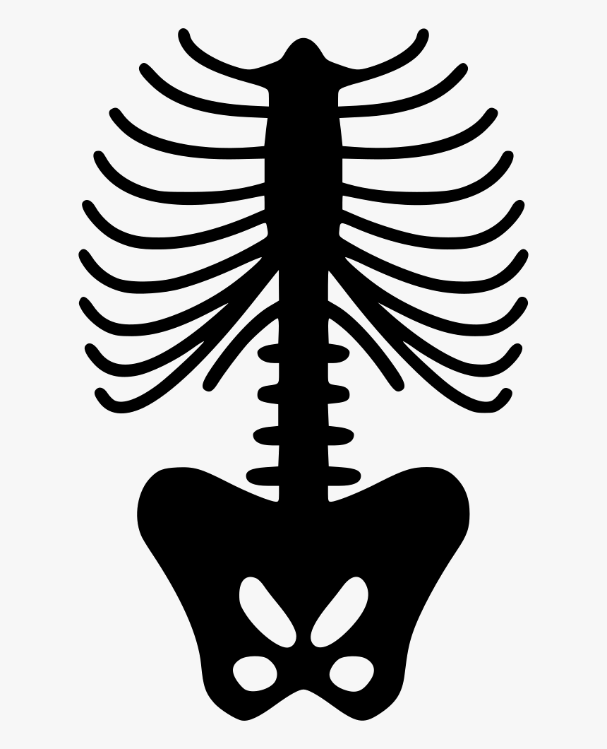 Spine Skeleton - Skeleton Ribs Png, Transparent Png, Free Download