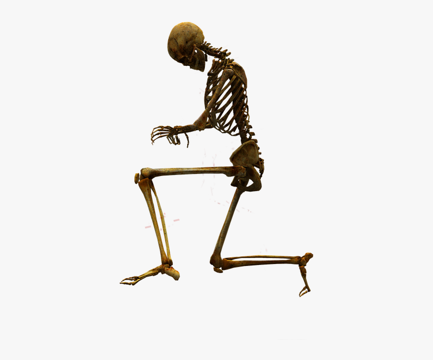 Bone, Skeleton, Skull, Body Worlds - Skull And Body Png, Transparent Png, Free Download