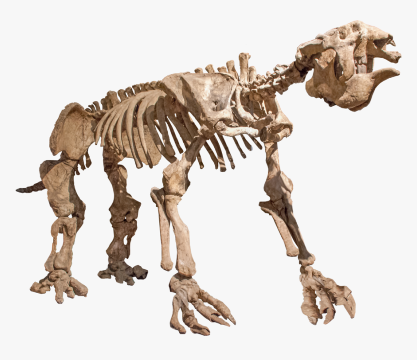 Animal Skeletons Png, Transparent Png, Free Download
