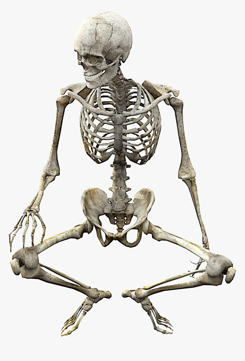 Human Skeleton Skull Anatomy Bone - Skeleton Body Png, Transparent Png, Free Download