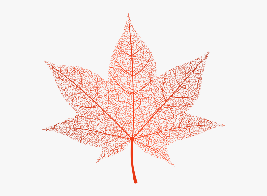 Maple-leaf - Autumn Leaves Png, Transparent Png, Free Download