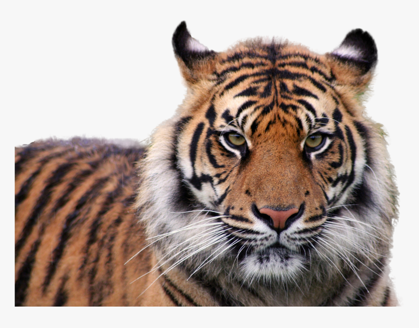 Tiger Png Image - Care For Your Pet Tiger, Transparent Png, Free Download