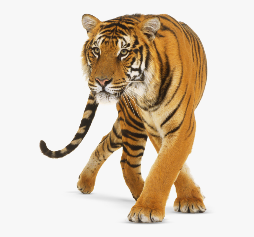 Tiger Png - Transparent Background Tiger Png, Png Download, Free Download