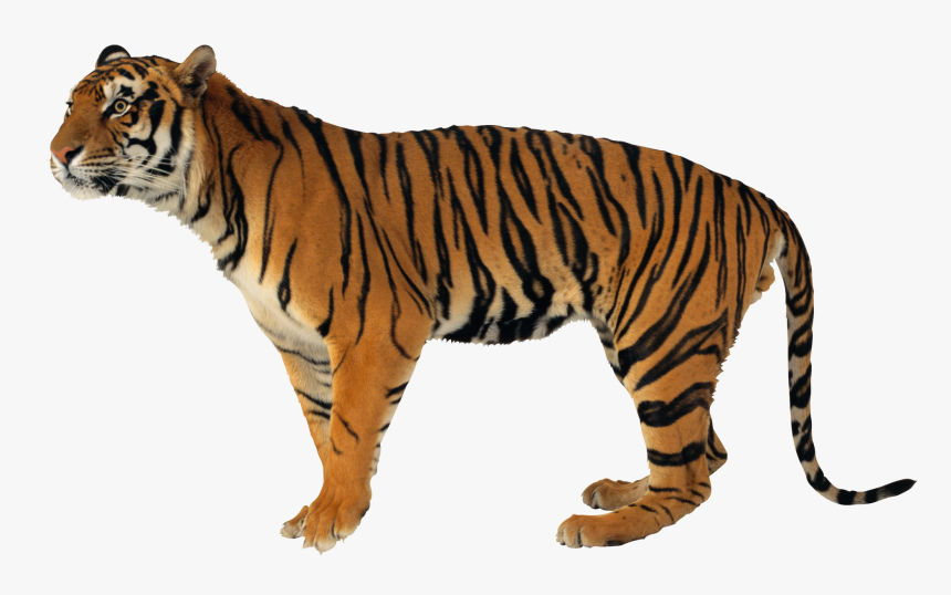 Tiger Png - Тигр Клипарт, Transparent Png, Free Download