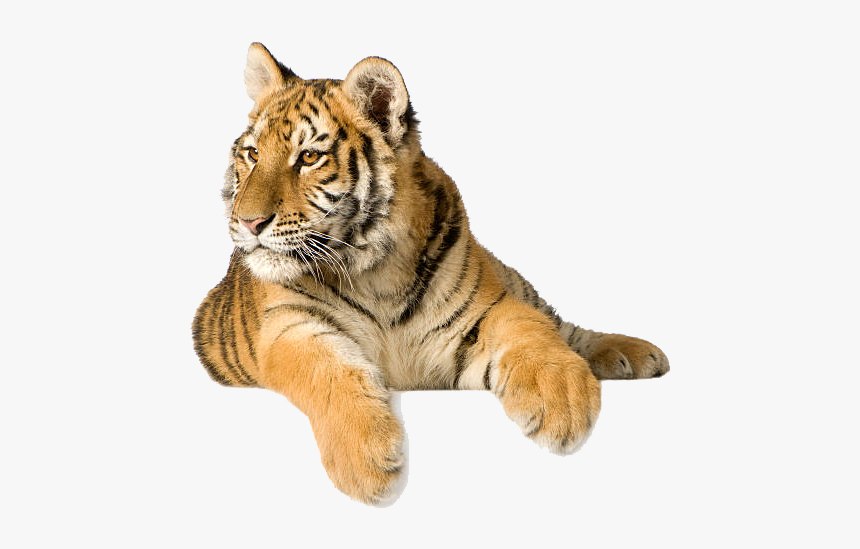 Tiger Png Photo Background - Загадки Про Диких Животных, Transparent Png, Free Download