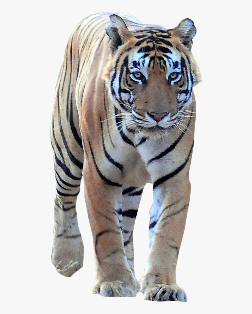 Tiger Walking Frontal Png Image - Tiger Walking Png, Transparent Png, Free Download