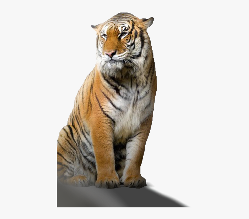 Png Tiger Taukeer Editz, Transparent Png, Free Download