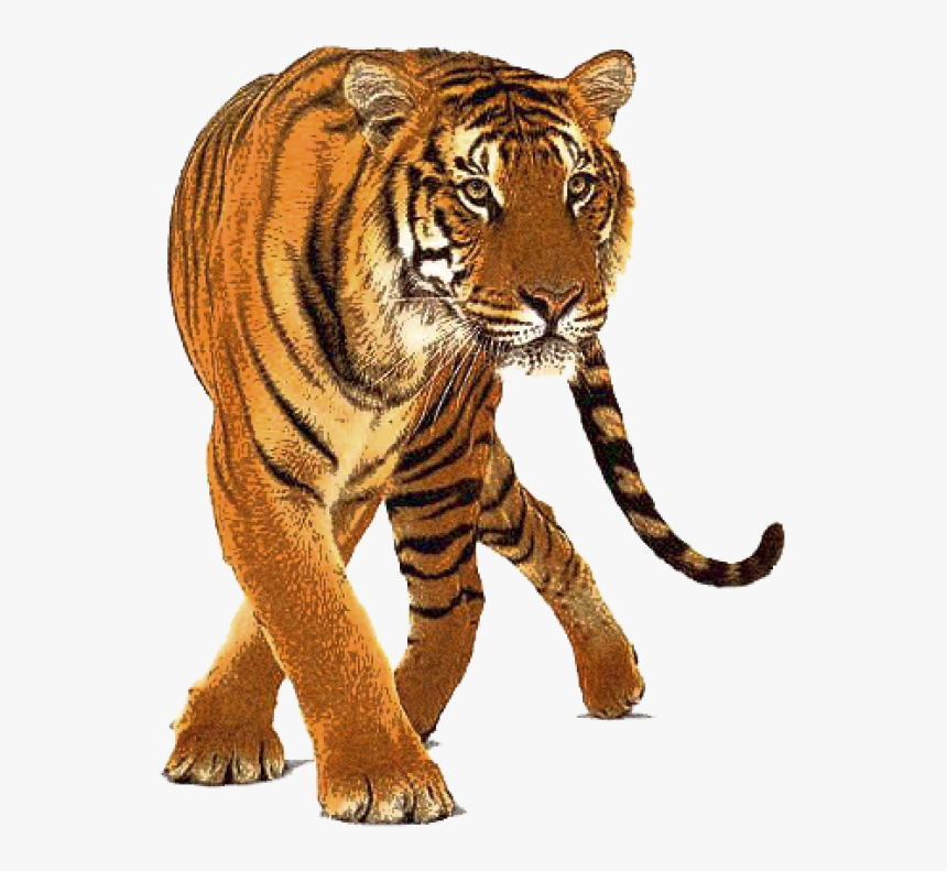 Tiger Png Free Download - Real Tiger Png, Transparent Png, Free Download