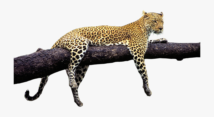Tiger Png By Fefecoolyellow P - Animal Nature Images Png, Transparent Png, Free Download