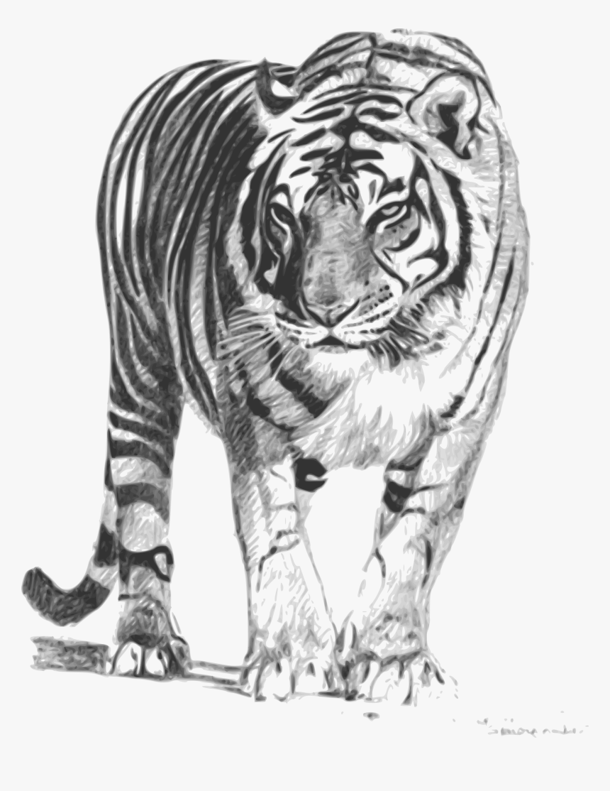 Bengal Tiger Clip Arts - Royal Bengal Tiger Sketch, HD Png Download, Free Download