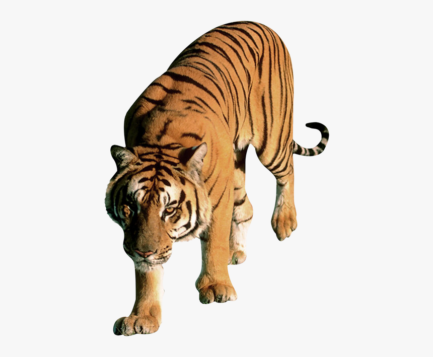 Download For Free Tiger Transparent Png File - Tiger Png, Png Download, Free Download