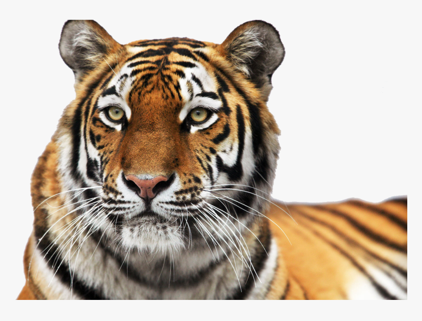 Tiger Png - Dartmoor Zoological Park, Transparent Png, Free Download