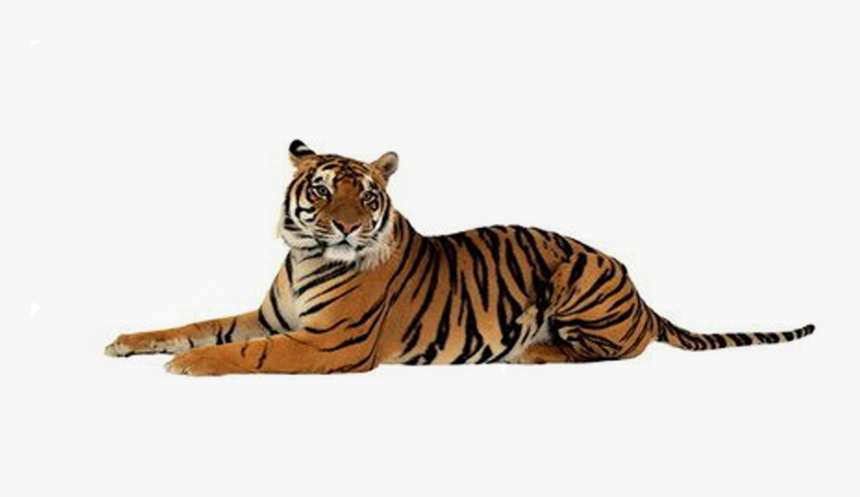 Tigers Png Download - Tiger Png, Transparent Png, Free Download
