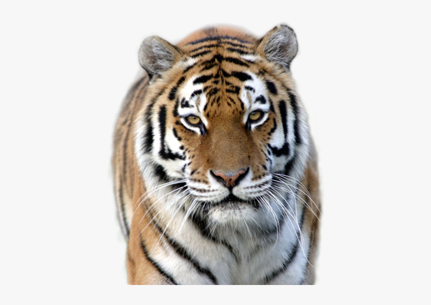 Tiger Png Image - Tigers At Marwell Zoo, Transparent Png, Free Download