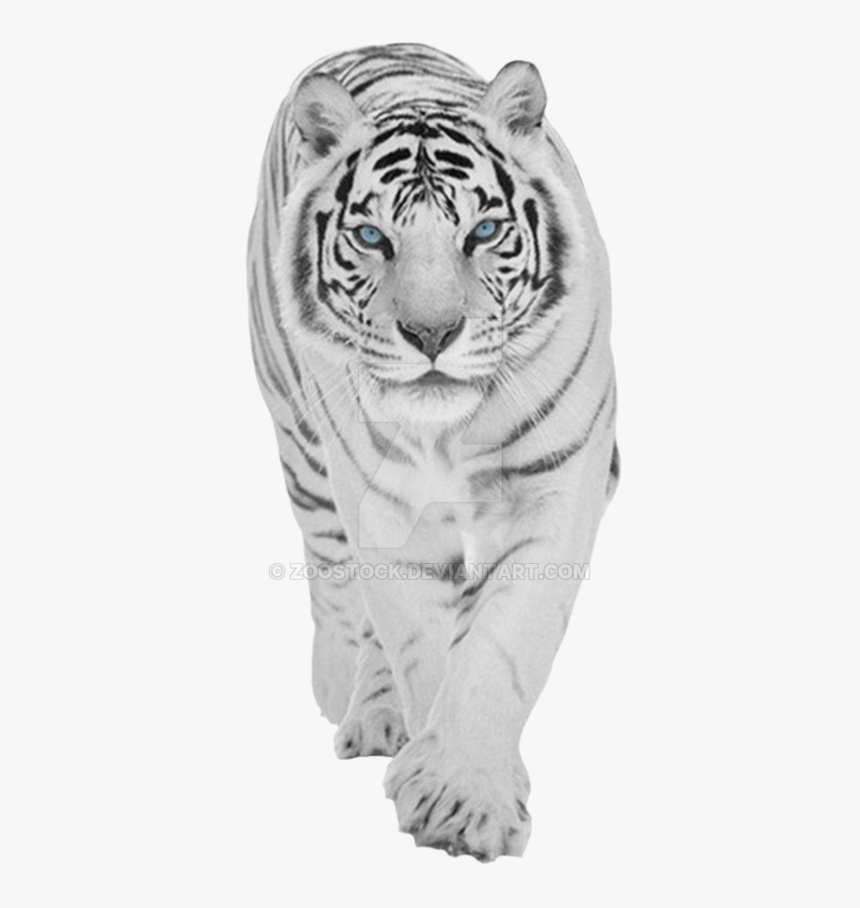 Bengal-tiger - Transparent Background White Tiger Png Hd, Png Download, Free Download