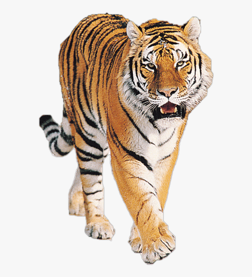 Tiger Png Free Download - Tiger Png, Transparent Png, Free Download