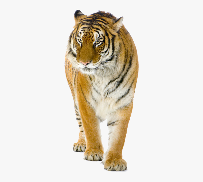 Tiger Lion Cat Stock Photography - Tiger India Vs Dragon China, HD Png Download, Free Download