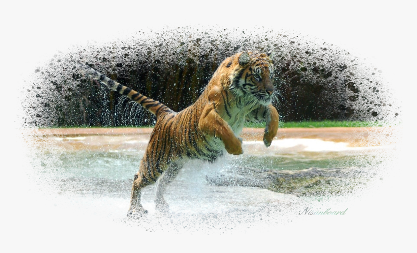 Tiger Jumping - Background Hd Tiger Jump, HD Png Download, Free Download