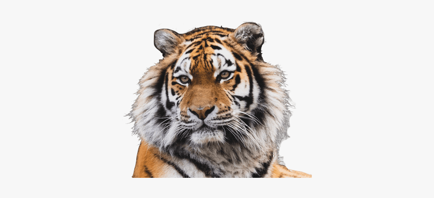 Alt Text - Siberian Tiger, HD Png Download, Free Download