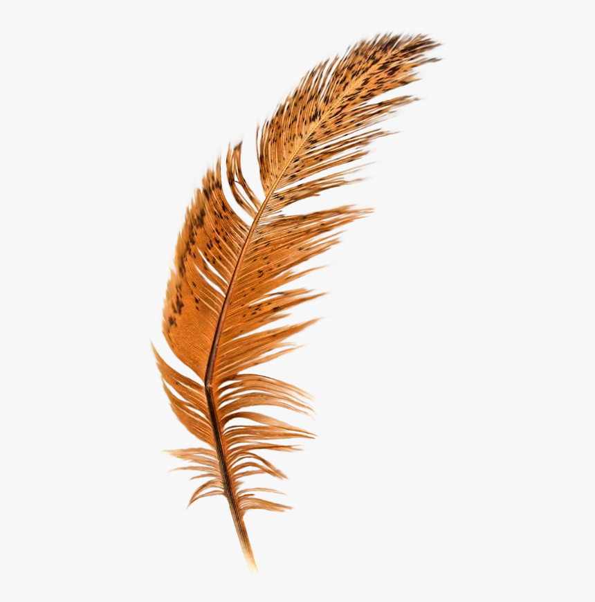 Feather Brown Quill, HD Png Download, Free Download