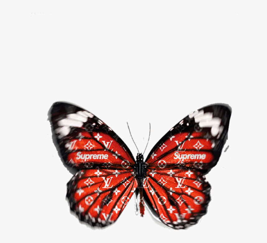 Mariposa, Overlay, And Png Image - Monarch Butterfly Transparent Background, Png Download, Free Download