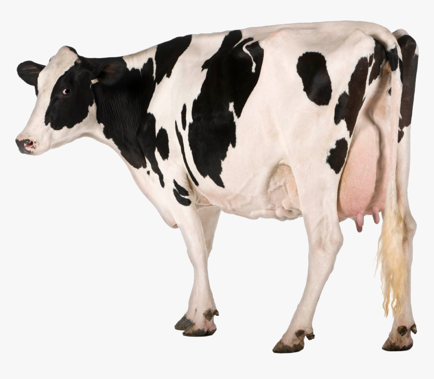 Cow Png Free Image Download - Holstein Cow White Background, Transparent Png, Free Download