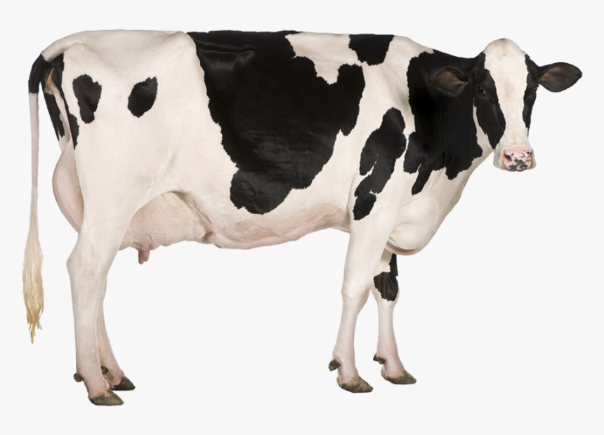 Dairy Cow Png Image - Dairy Cow, Transparent Png, Free Download