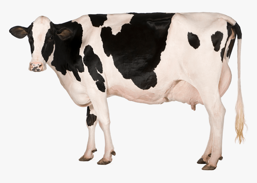 Black Spots Cow Png Picture - Farm To Table Cow, Transparent Png, Free Download