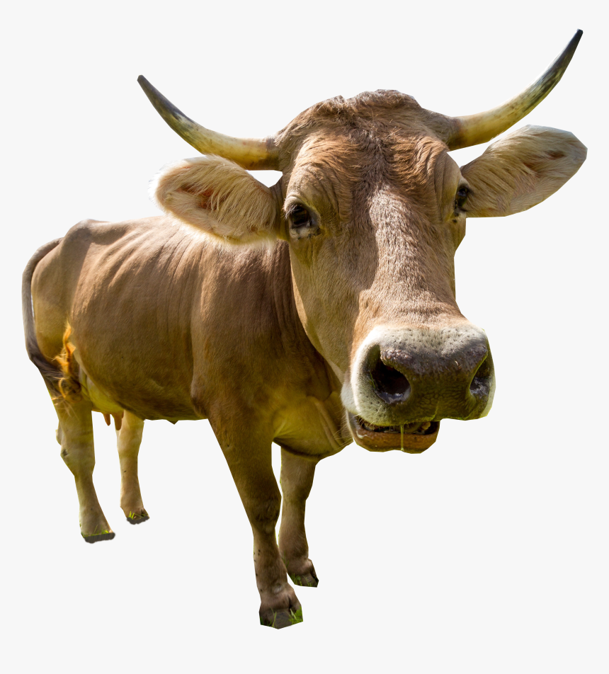 Male Cow Standing Png Image - Animation Cow Sound, Transparent Png, Free Download