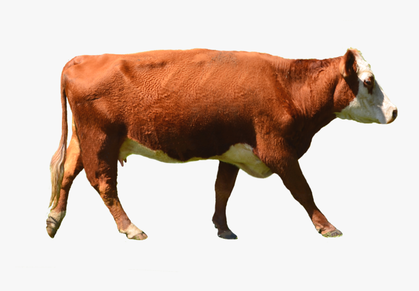 Png Brown Cow - Cows Png, Transparent Png, Free Download