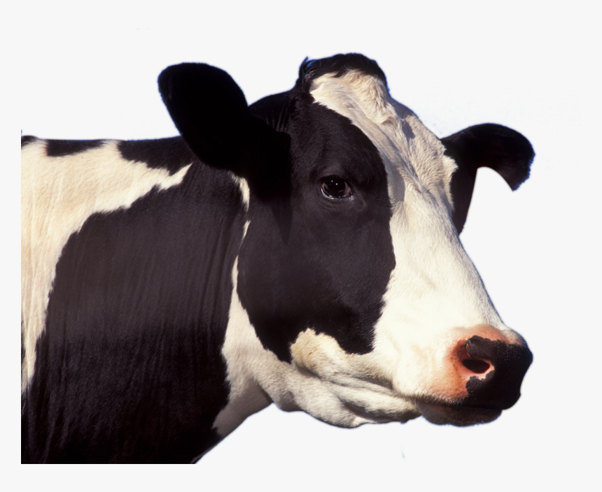 50627 - Close Up Of Cow, HD Png Download, Free Download