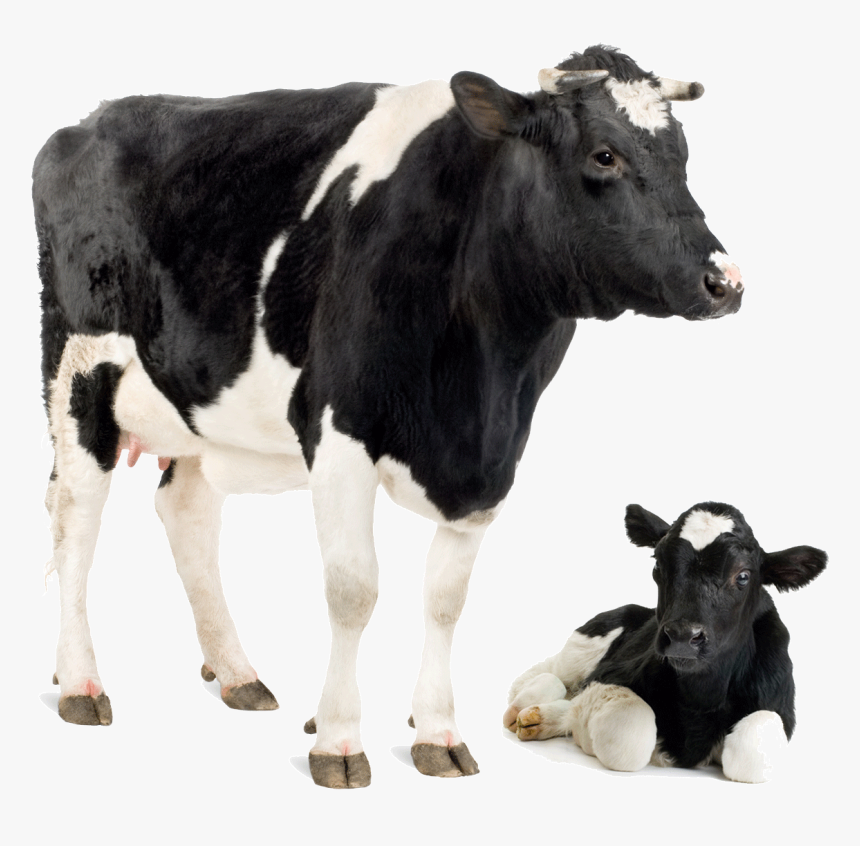 Transparent Jersey Cow Clipart - Cow And Calf Png, Png Download, Free Download