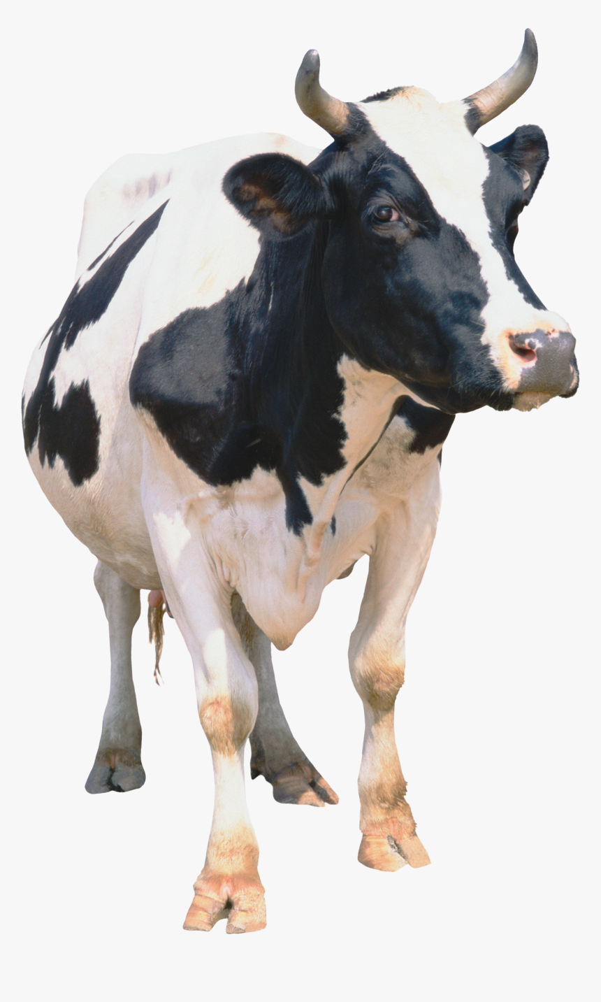 Cow Png, Transparent Png, Free Download