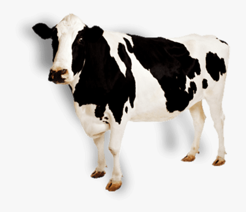 Cow Png Black And White Cow - Clipart Transparent Background Cow, Png Download, Free Download