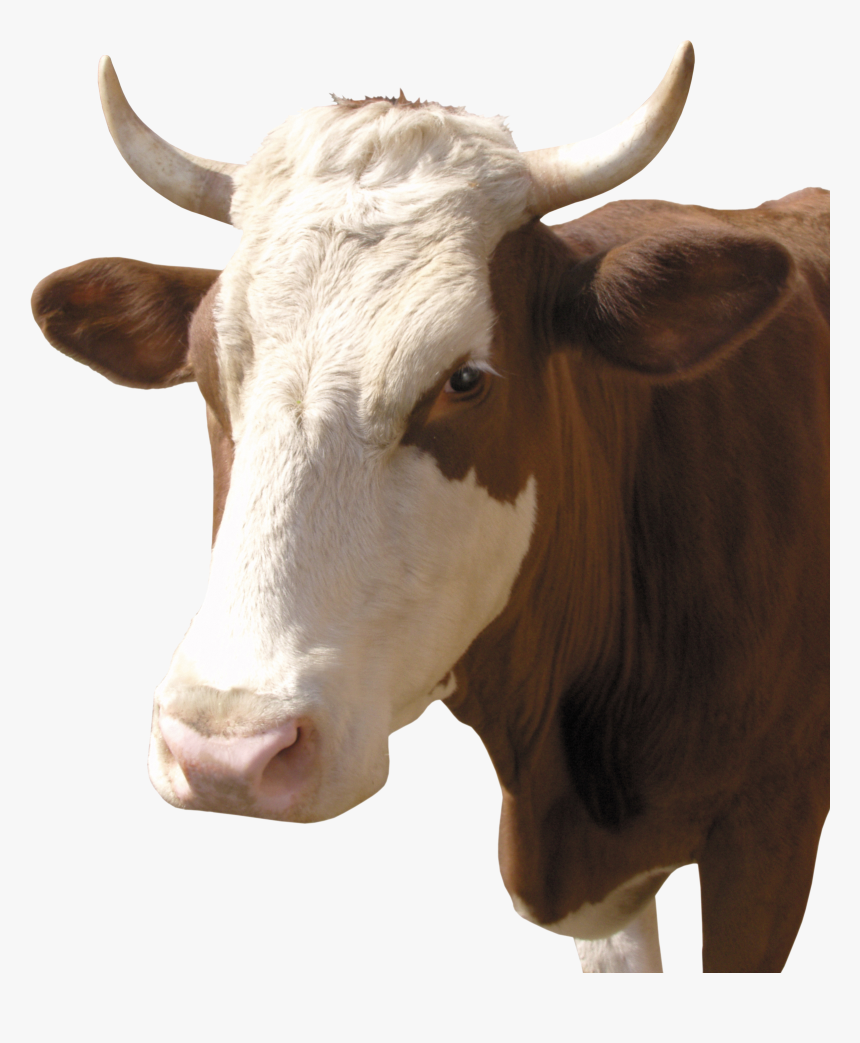 Cow Png - Две Коровы Назарбаева, Transparent Png, Free Download
