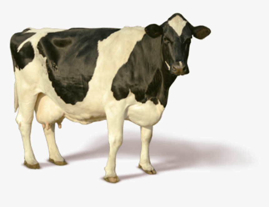 Download Images Background Toppng - Milk Cow Png, Transparent Png, Free Download