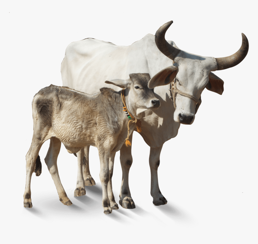 Indian Cow Png Images - Swappy Pawar Editing Background, Transparent Png, Free Download