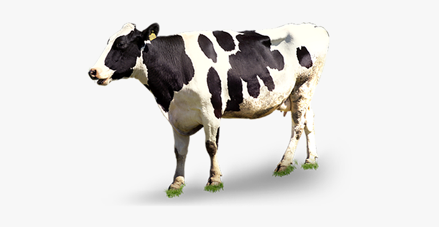 Cow Bulk Png Images - Transparent Background Cow Png, Png Download, Free Download