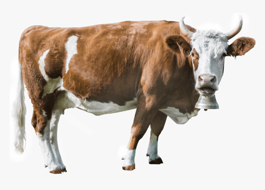 Cropped Cow - Cow Head Png, Transparent Png, Free Download