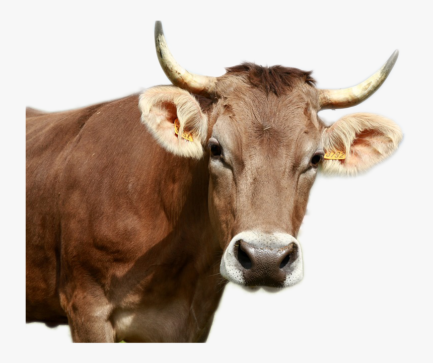 Cow Png Image - Cow Looked At Me, Transparent Png, Free Download