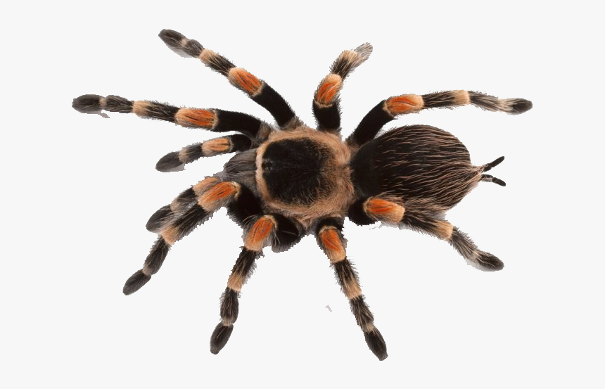 Spider Png Background - Transparent Background Tarantula Png, Png Download, Free Download