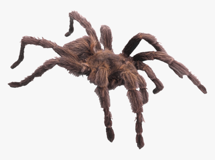 Spider Png Image - Did Charlotte Die In Charlotte's Web, Transparent Png, Free Download
