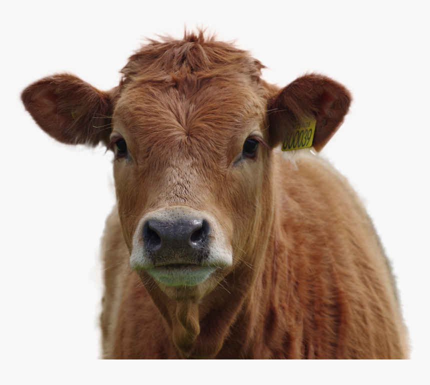 Cow Png Image - Beef Steer, Transparent Png, Free Download