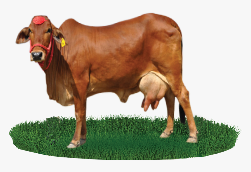 Clip Art Gyr Cattle - Gir Cow Images Png, Transparent Png, Free Download