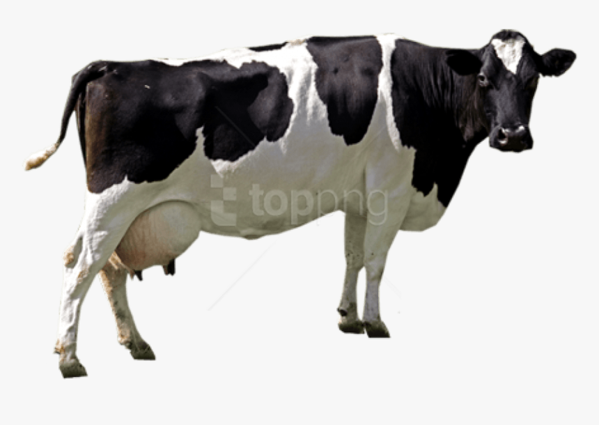 Free Png Download Cow Png Images Background Png Images, Transparent Png, Free Download